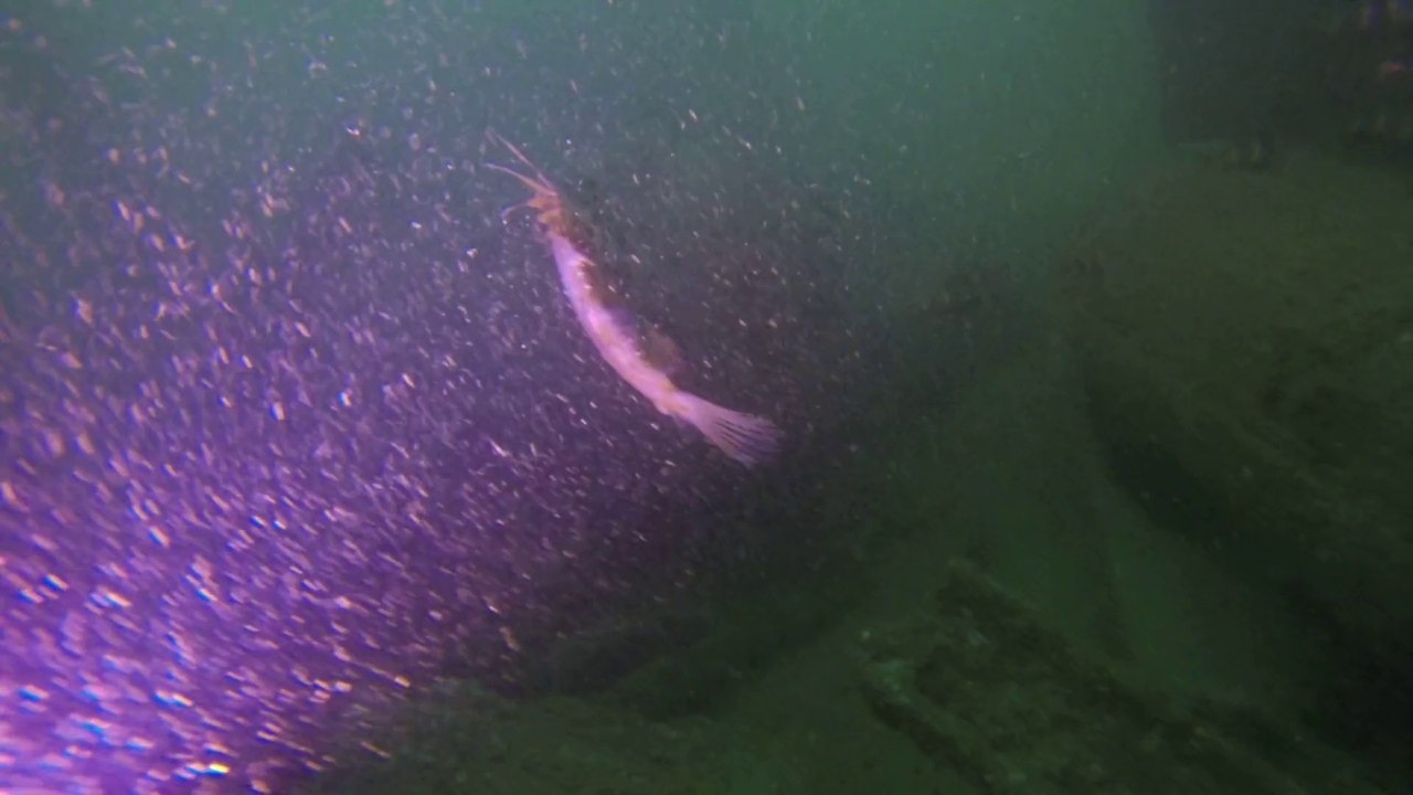 un saint pierre sur le Gauss