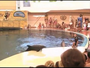 Breakdancing Dolphin