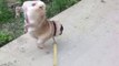 AMAZİNG DOG ! Frankie the pug walking on his front legs!
