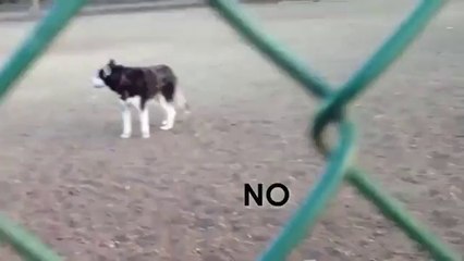 Funny Dog Talking Not Leaving Park