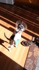 Dog Jumping Like A Boss