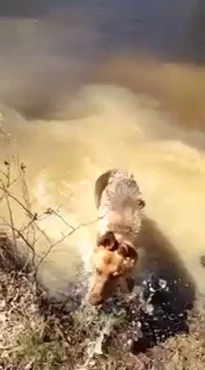 Dog Don't Want To Go Home