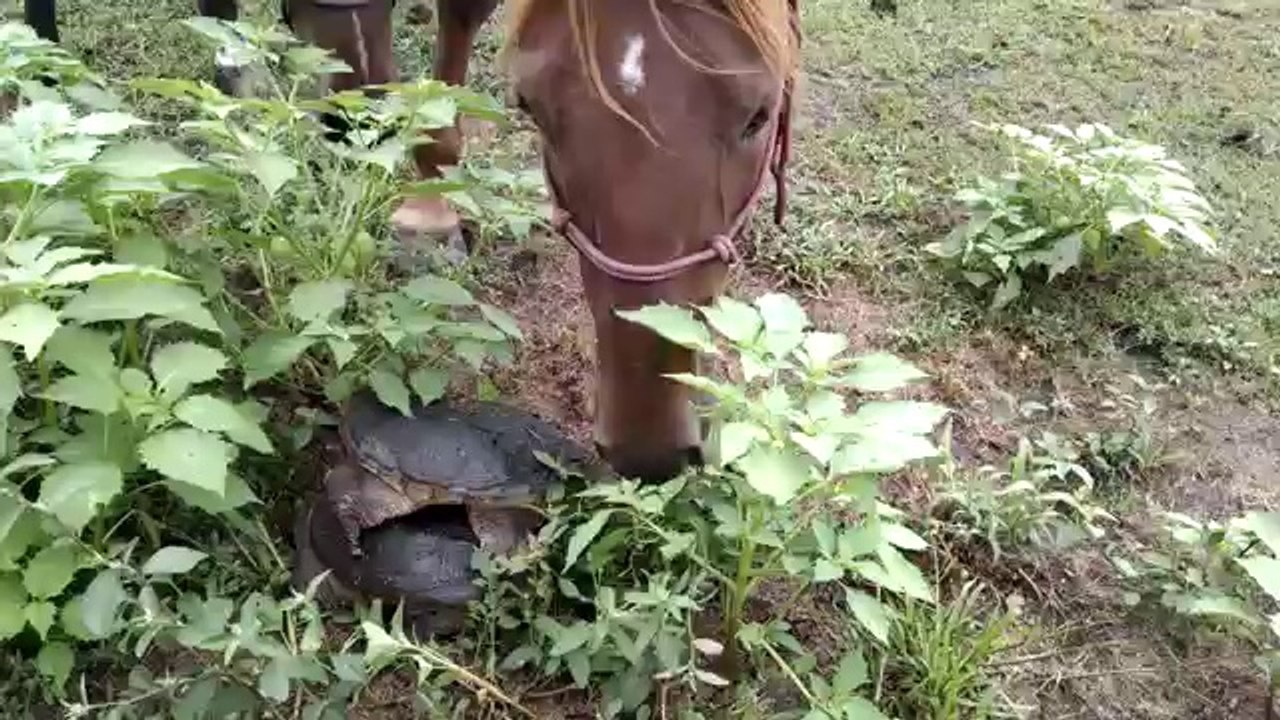Horse vs Turtle