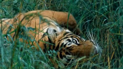 Nature-amp-Animals-2-1080p-HD