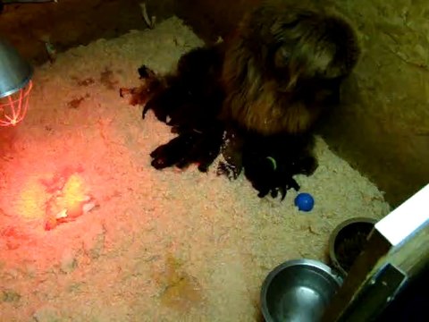 chiots terre neuve marron bronze de l'élevage de VALOYAN