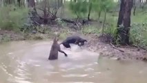 Kanguru ile Köpek Kavgası Mutlaka İzle