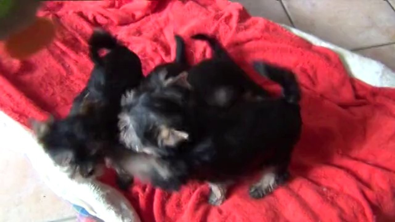 BB , Yorkshire-Terrier