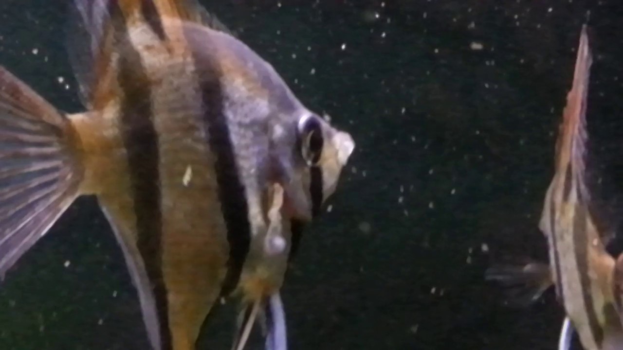 Peru altum üzerindeki fıtık benzeri çıkıntı