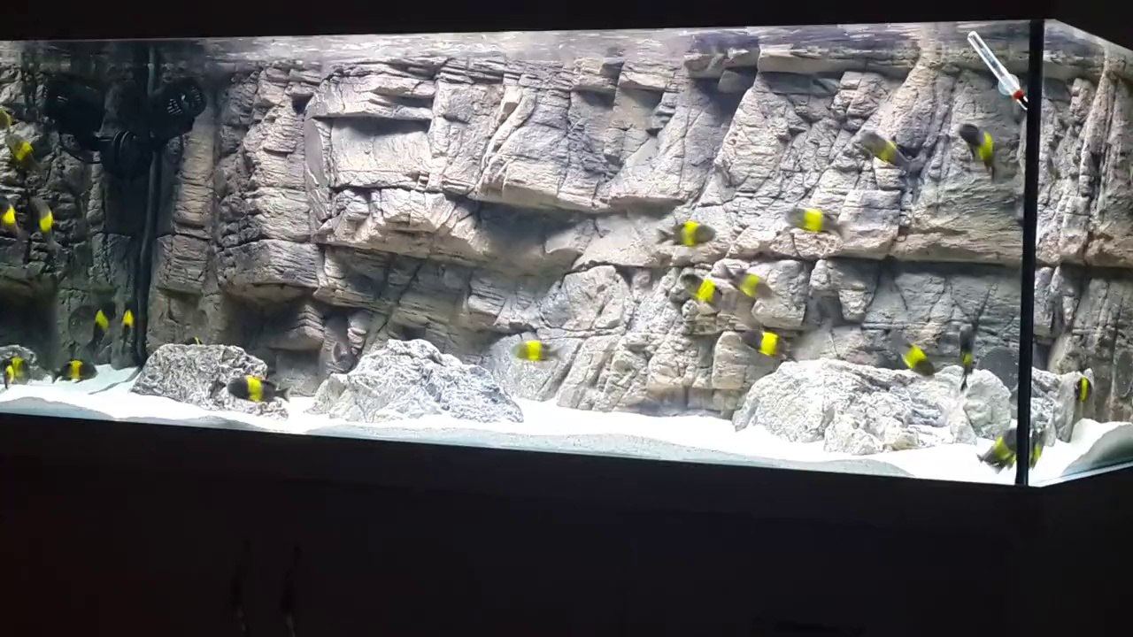 Tropheus Black Kriza