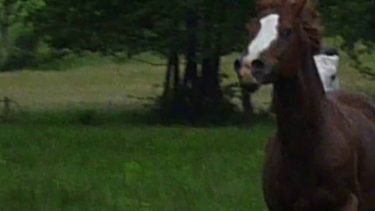 aftan beni sakr/shueyman redjem