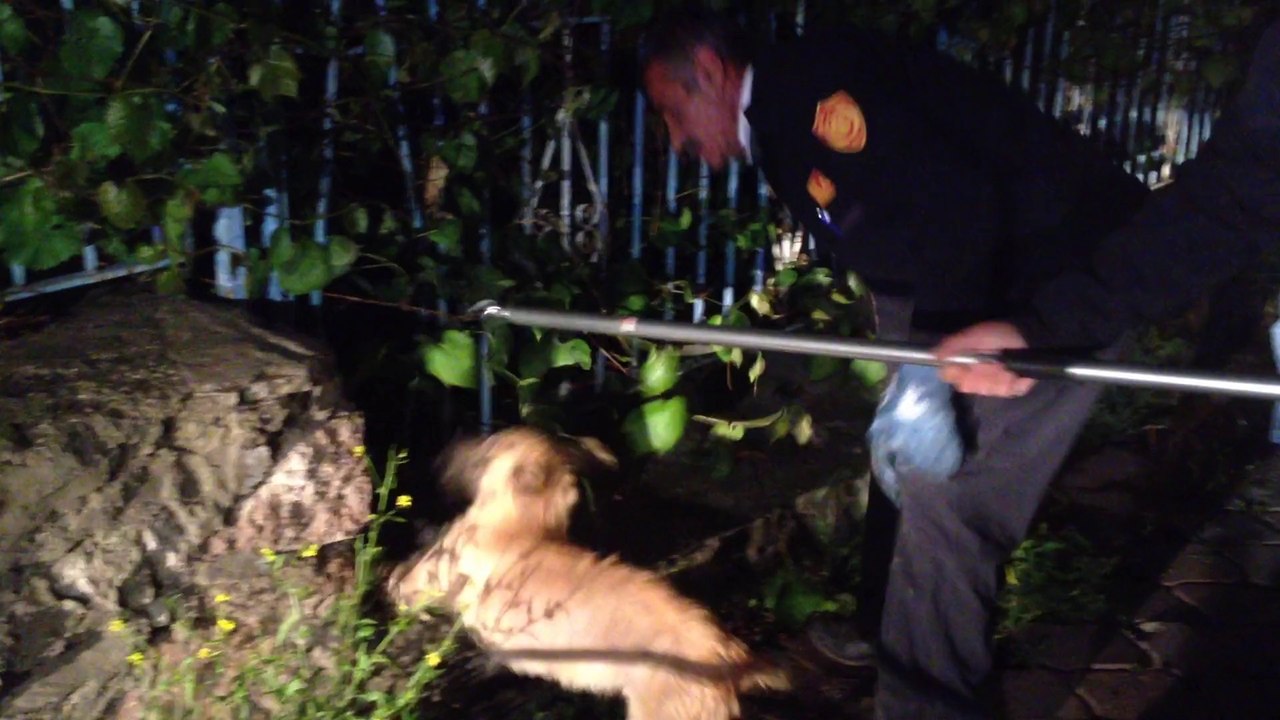 KÖPEK VİDEO