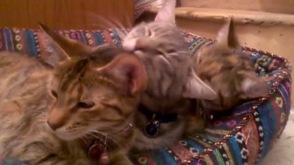 So cute cats Cleaning each others!