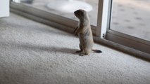 Cutest animal ever : Baby prairie dog playing with cat. So cute!
