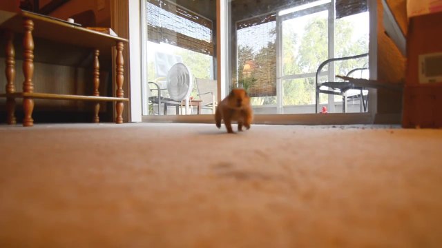 Animal le plus mignon du monde : un bébé chien de prairie qui joue avec un chat!