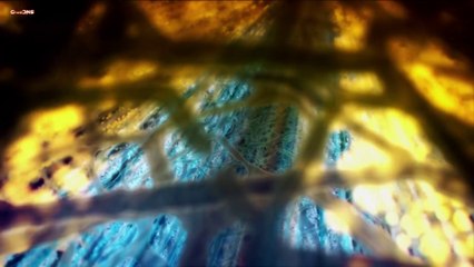 Das Geheimnis der Bäume Teil 2-2