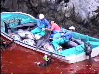 Massacre de baleines par les Japonais