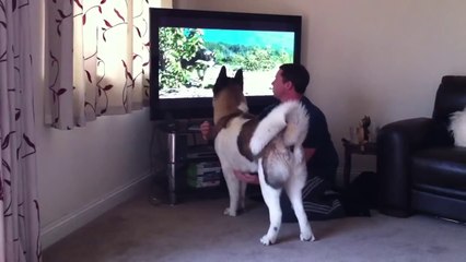 Chien veut attaquer un ours à la télévision
