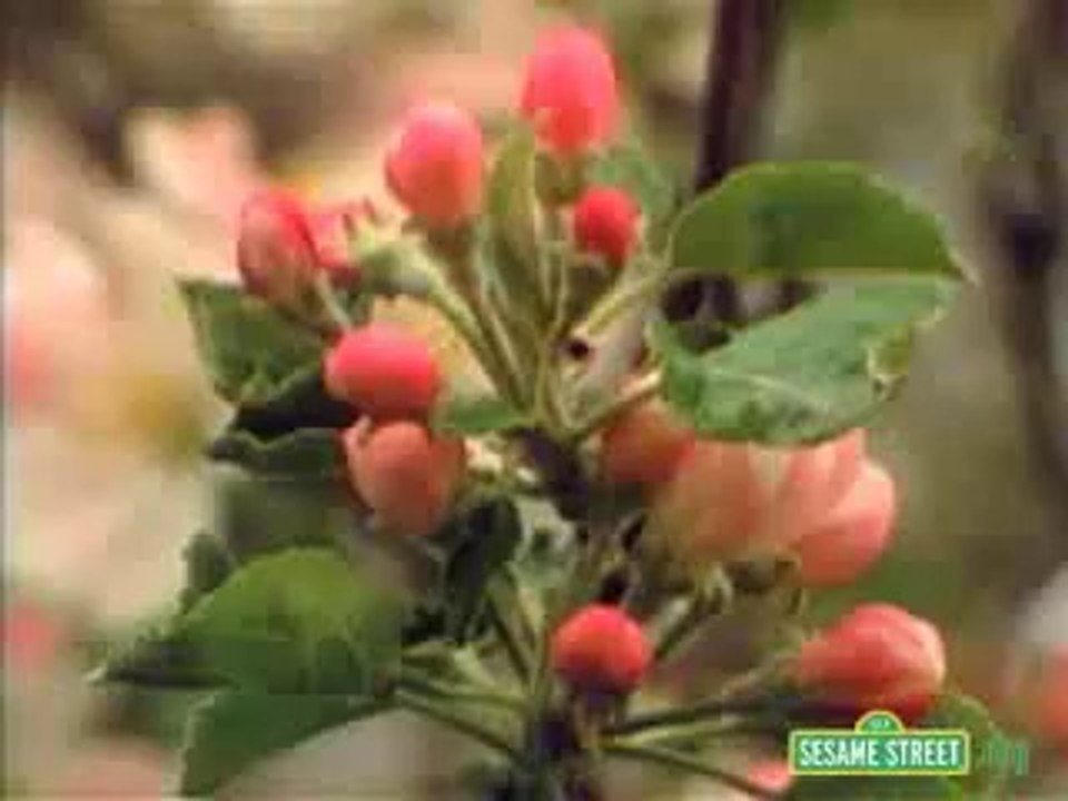 Classic Sesame Street film - Spring In The Woods