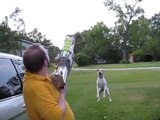 Canon de balles de tennis pour chien