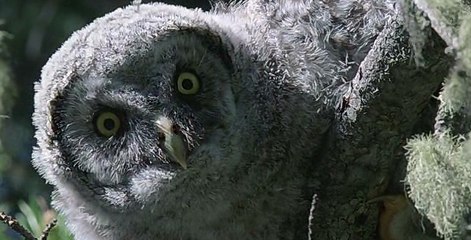 Baykuş Yavrularının İlk Uçuş Denemesi