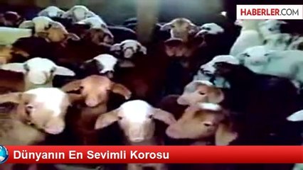 Dünyanın En Sevimli Korosu