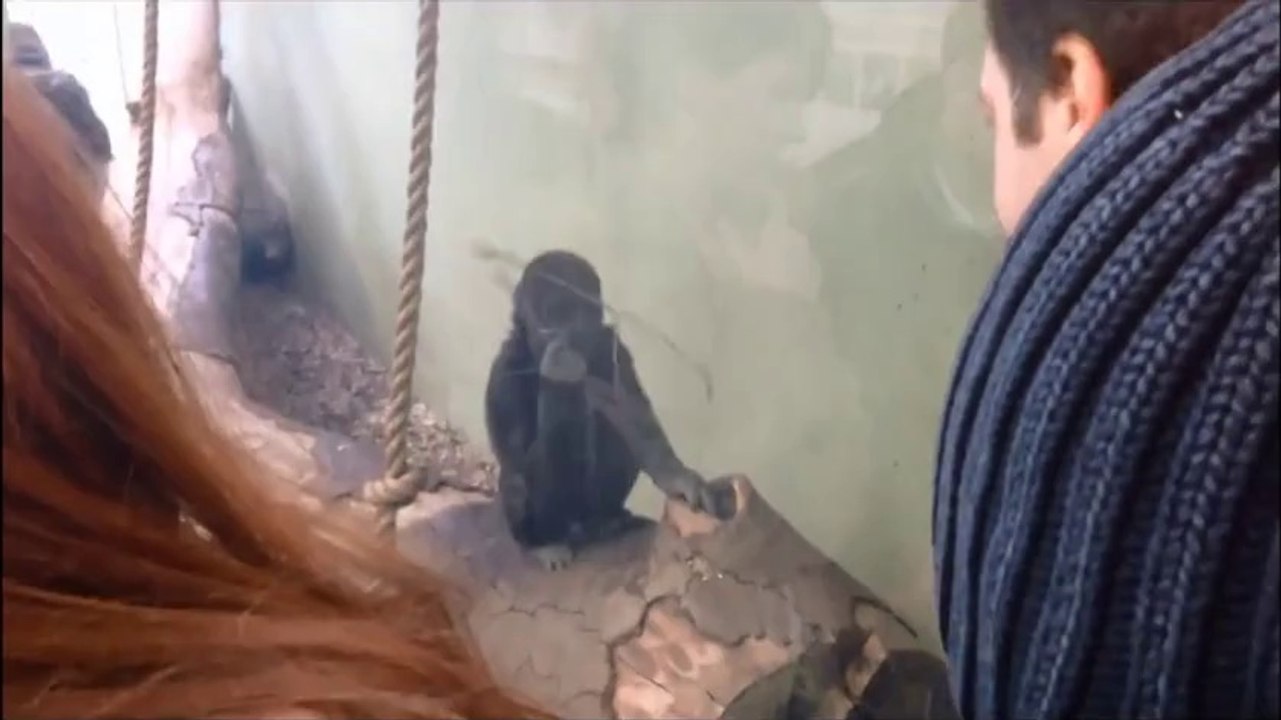 Baby Gorilla double FAIL