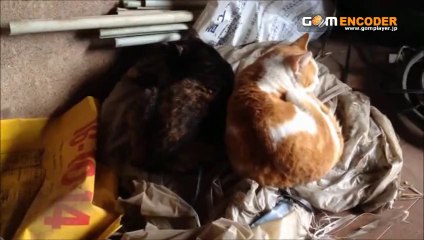 オーシバル　ボーダー　ボートネック　長袖　バスクシャツ 評価 評判 感想 画像 写真 動画 レビュー ブログ 口コミ