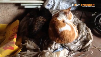 クールビズ フロントセパレートデザイン ボタンダウン 七分袖 ロール 評価 評判 感想 画像 写真 動画 レビュー ブログ 口コミ