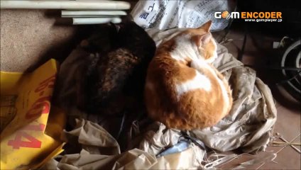 クリスタルガイザー シャスタ産 500ml×48本 正規輸入品 エコポコボトル 評価 評判 感想 画像 写真 動画 レビュー ブログ 口コミ