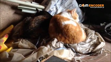 サイドジップスーパーストレッチサルエルクロップドパンツ(ストレッチ 伸縮性 伸縮 評価 評判 感想 画像 写真 動画 レビュー ブログ 口コミ