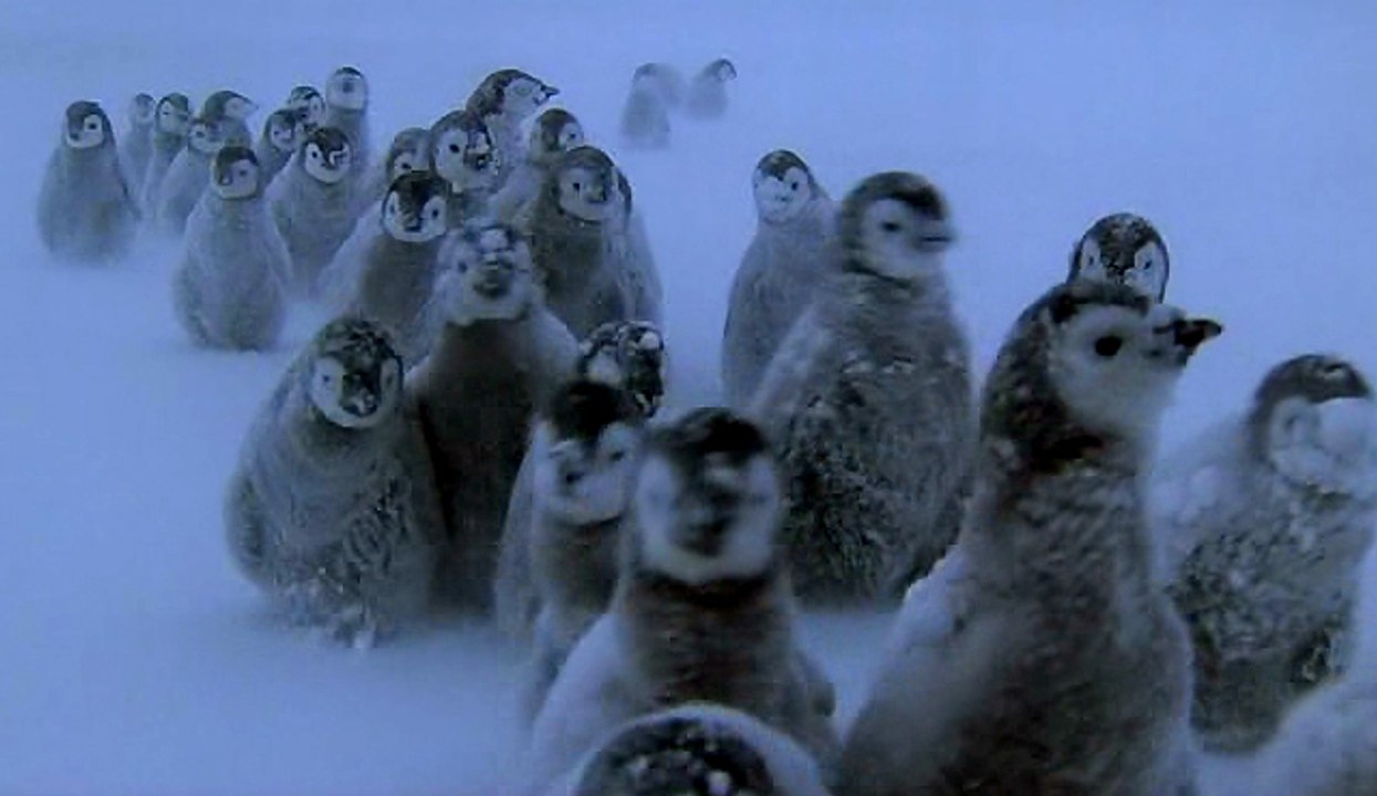 İmparator Penguenlerinin Zorlu Yaşamı