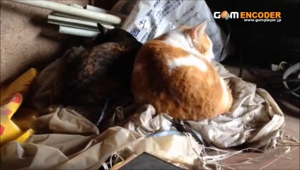 フランクミュラー 7885RMTQP プラチナ ミニッツリピーター トゥールビヨン 評価 評判 感想 画像 写真 動画 レビュー ブログ 口コミ