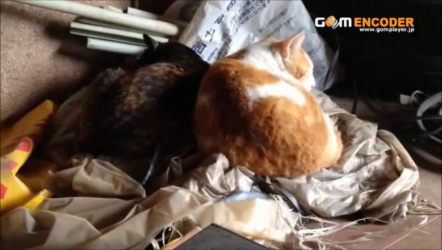 マタニティ授乳ワンピース　薄目で涼しい、コットン授乳服 グラフィックス柄ワンピース 評価 評判 感想 画像 写真 動画 レビュー ブログ 口コミ