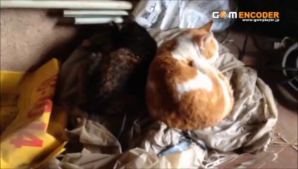 マタニティ専用　リボンポイントワンピース 友達の結婚式　マタニティシャツワンピース 評価 評判 感想 画像 写真 動画 レビュー ブログ 口コミ