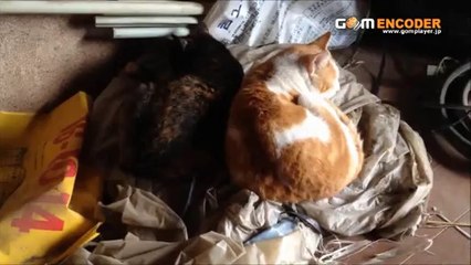 ミトン　手ぶくろ　手袋　ハート刺繍　もこもこ　グローブ　MIX 配色 防寒 寒さ対策 評価 評判 感想 画像 写真 動画 レビュー ブログ 口コミ