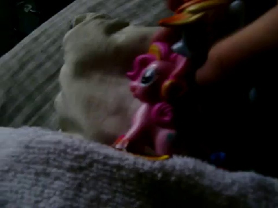 The crazy Life of Blitz,Dash,Pinkie and FlutterShy|Episode 1