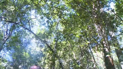 Los indígenas Aché y el cultivo de soja |