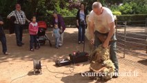 Tonte des moutons du jardin public à Albert (80)