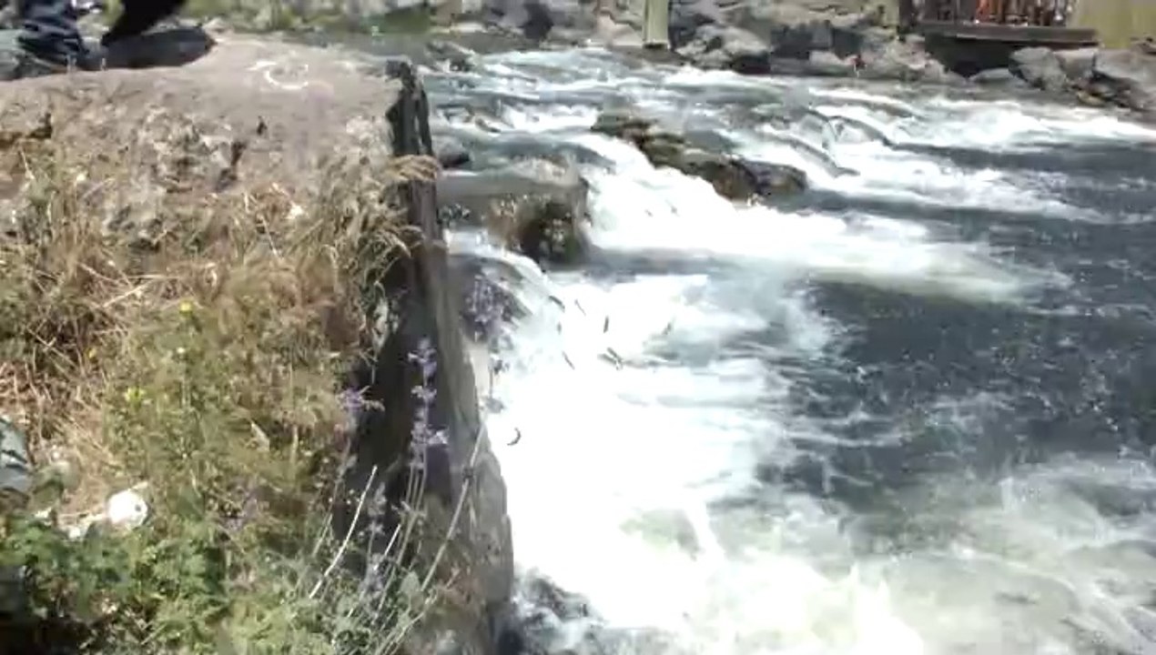 Van Erciş İnci Kefali balık göçü