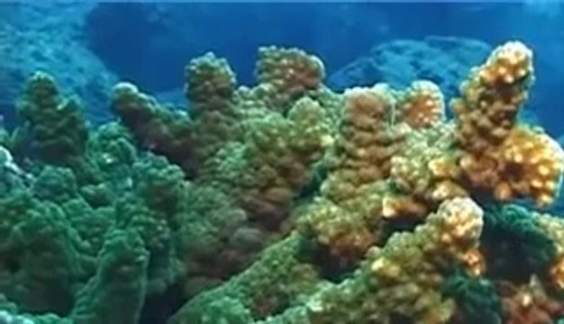 Diving with Sharks , Wolf Island, Galapagos Islands - Last Minute Deal