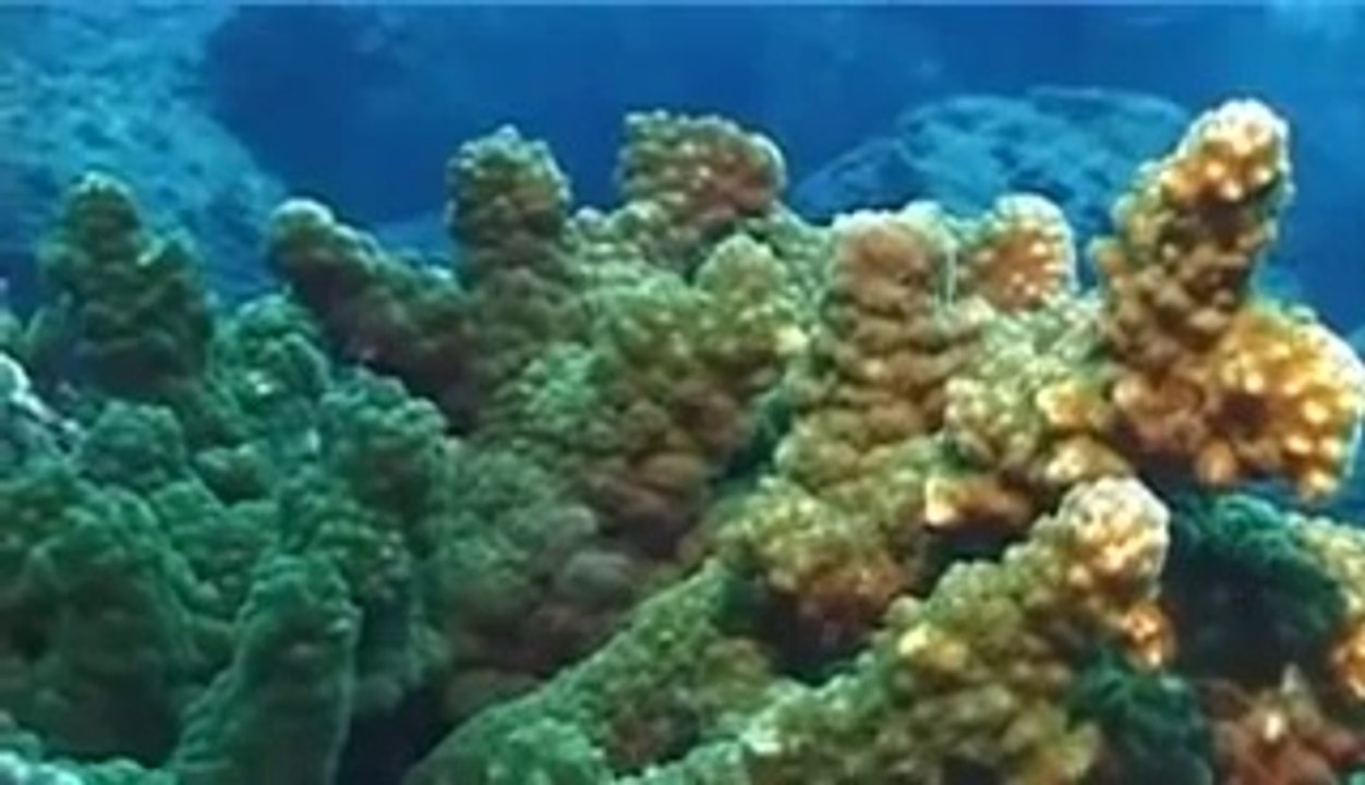 Diving with Sharks , Wolf Island, Galapagos Islands - Last Minute Deal