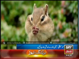 Animals Are Fans of Music As Well