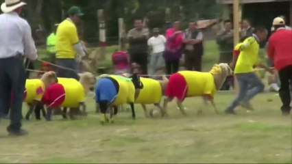 Défaite de l'équipe du foot du Brésil (catégorie moutons)