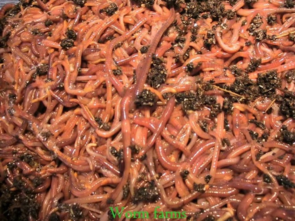 KiZAN Worms