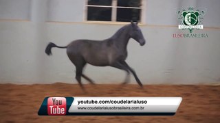 Cavalo Lusitano - Ibiza EC - Coudelaria Lusobrasileira
