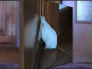 果敢にドアに立ち向かうハムスター