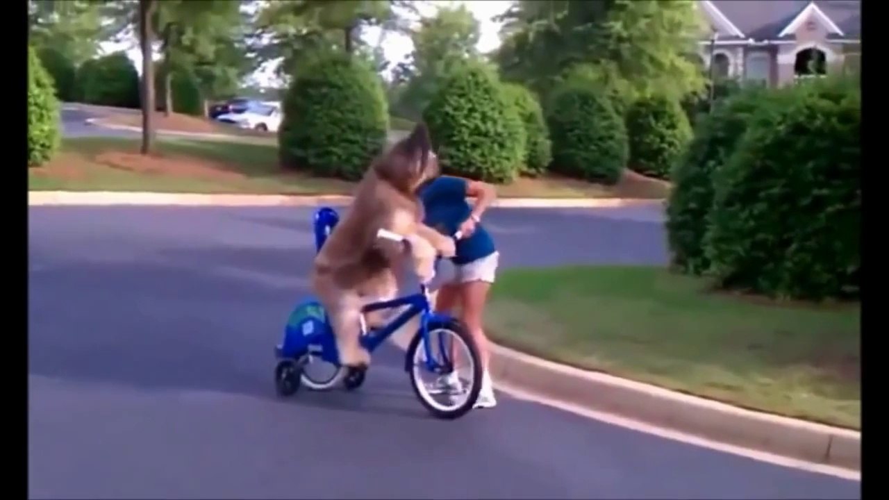 BEST FUNNY ANIMALS COMPILATION (2013 - 2014)
