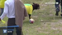 Un match de foot insolite...entre deux équipes de moutons !