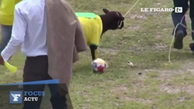 Un match de foot insolite...entre deux équipes de moutons !