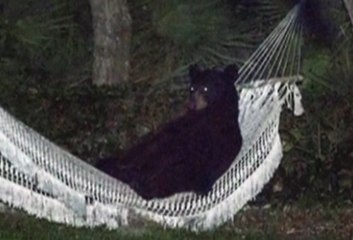 Un ours s'installe dans un hamac - ZAPPING ACTU DU 02/06/2014